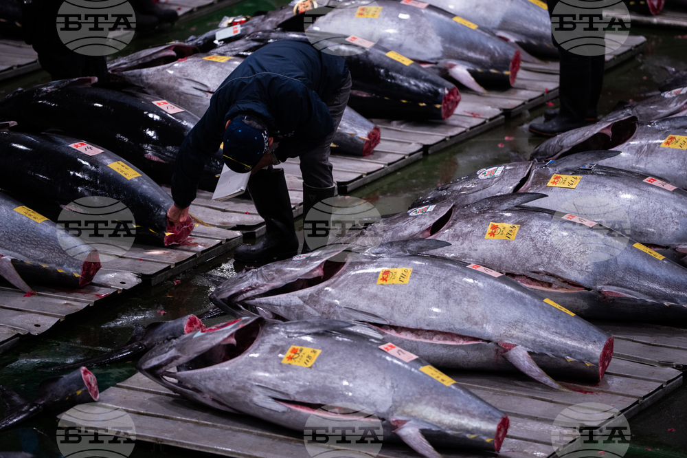 Japan Tuna Auction