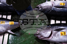 Japan Tuna Auction