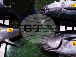 Japan Tuna Auction