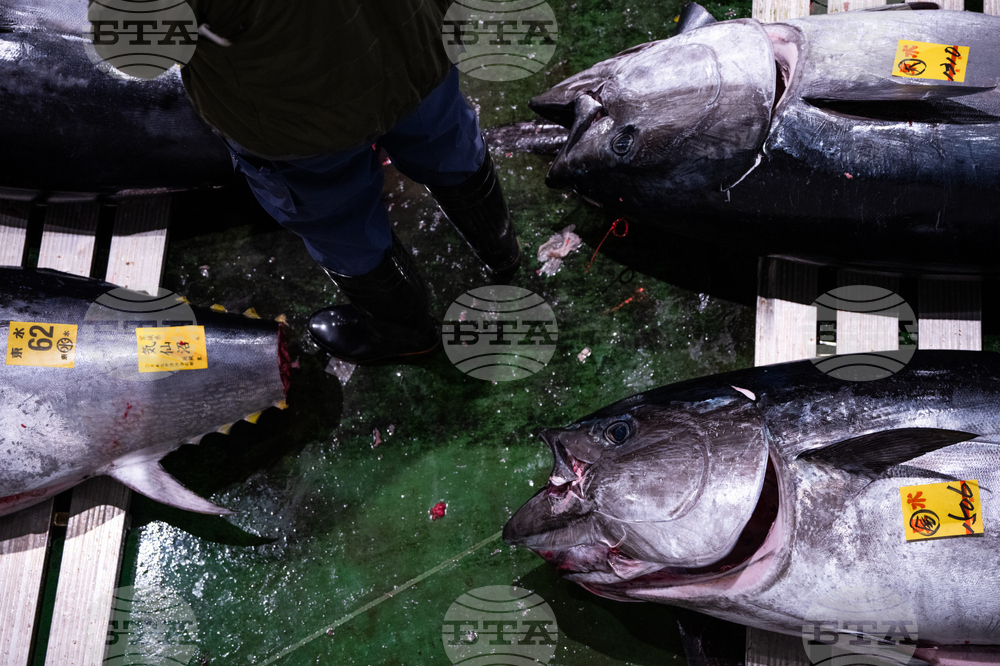 Japan Tuna Auction