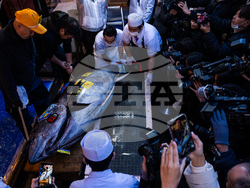 Japan Tuna Auction