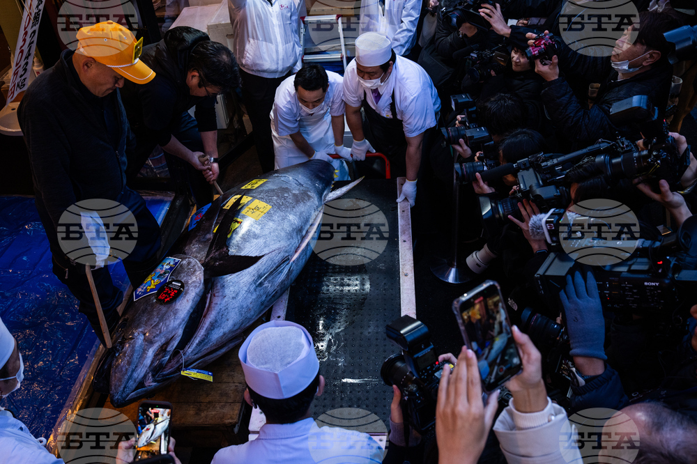 Japan Tuna Auction