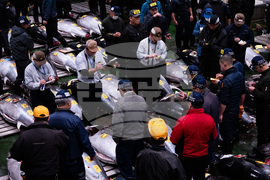 Japan Tuna Auction