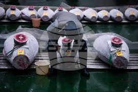 Japan Tuna Auction