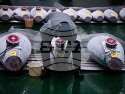 Japan Tuna Auction