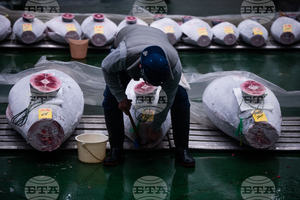 Japan Tuna Auction