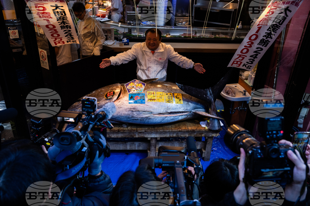 Japan Tuna Auction
