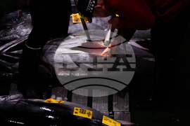 Japan Tuna Auction