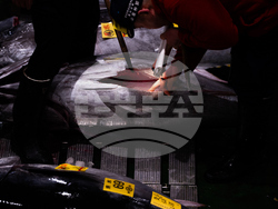 Japan Tuna Auction