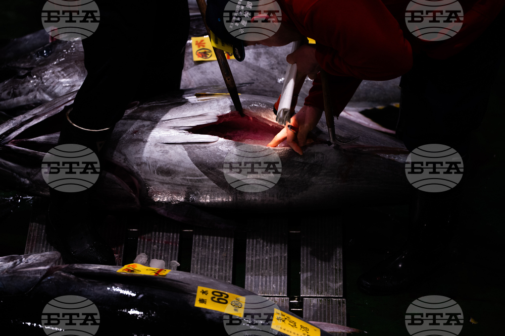 Japan Tuna Auction