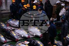 Japan Tuna Auction