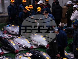 Japan Tuna Auction