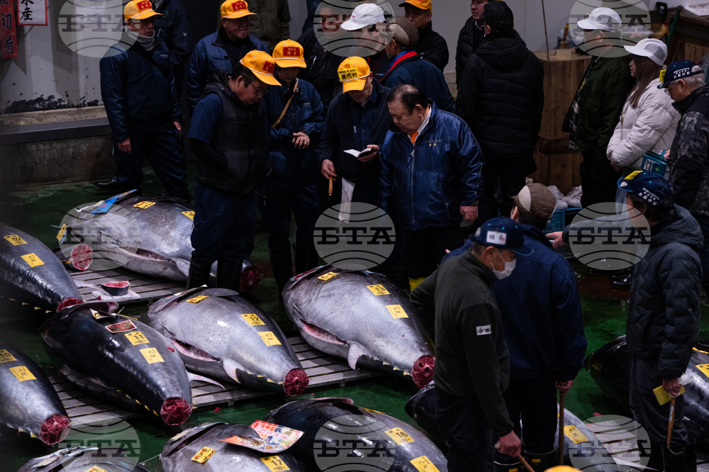 Japan Tuna Auction