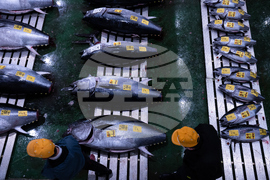 Japan Tuna Auction