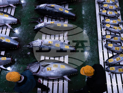 Japan Tuna Auction
