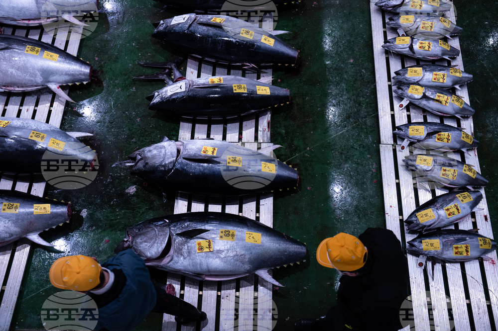 Japan Tuna Auction