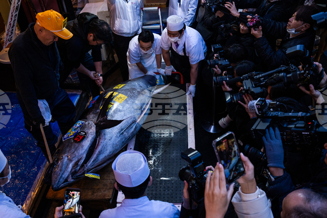 Червена риба тон, тежаща 243 килограма, бе продадена за рекордните 3,2 млн. щатски долара на търг в Токио