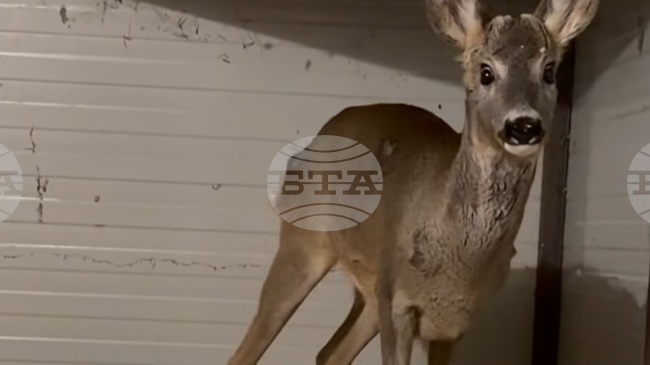 Сърна, нападната от хищници, е спасена и излекувана в зоопарка в Бургас