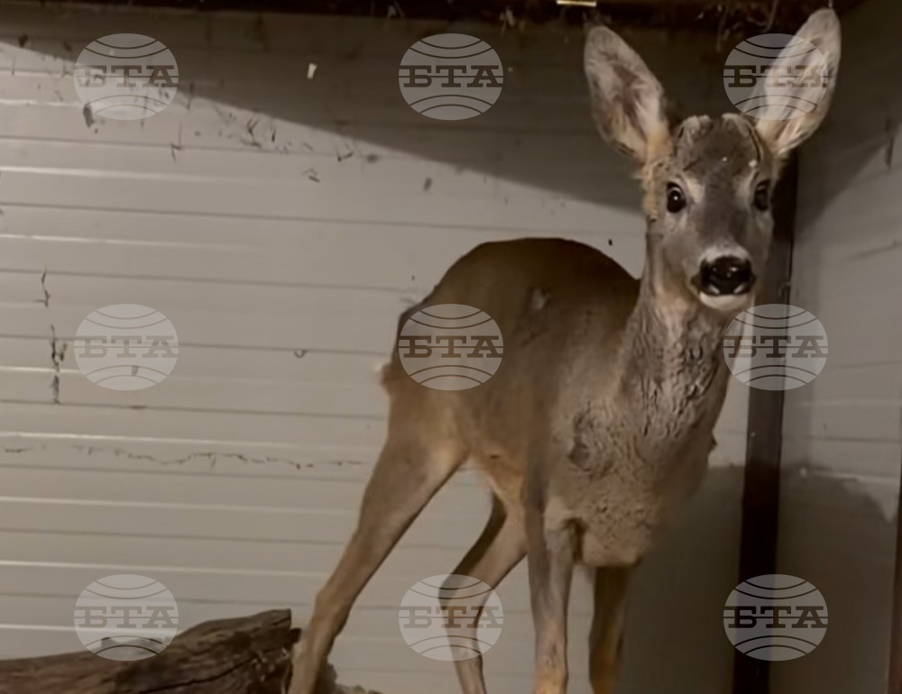 Deer Rescued and Treated at Burgas Zoo after Predator Attack