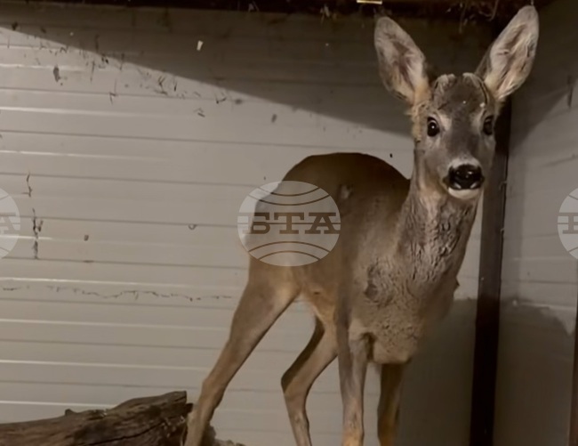 Deer Rescued and Treated at Burgas Zoo after Predator Attack