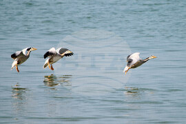 India Migratory Birds