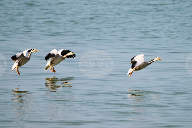 India Migratory Birds