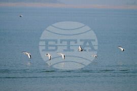 India Migratory Birds