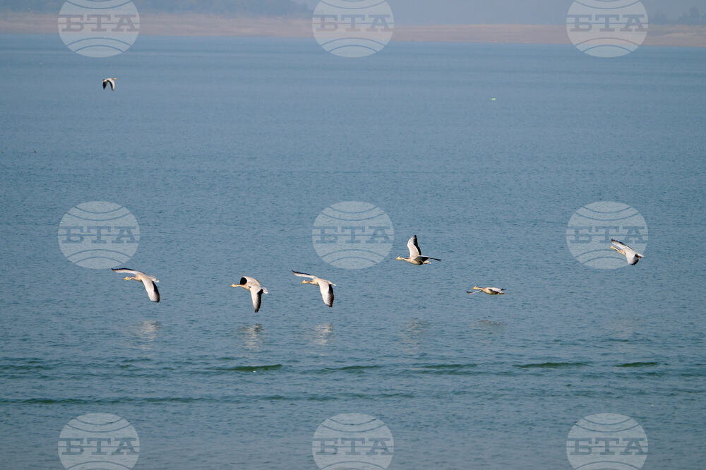 India Migratory Birds