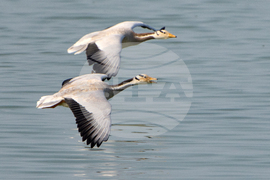 India Migratory Birds