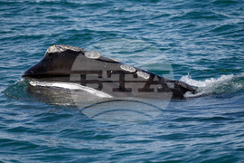 Right Whale Population