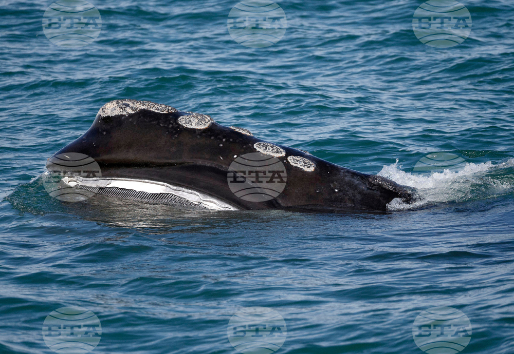 Right Whale Population