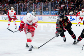 Red Wings Senators Hockey