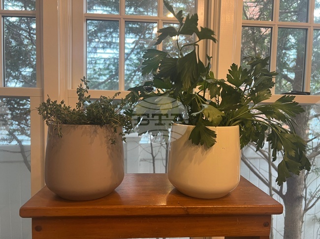 Gardening-Indoor Herbs