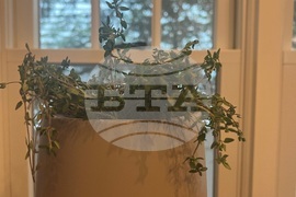 Gardening-Indoor Herbs