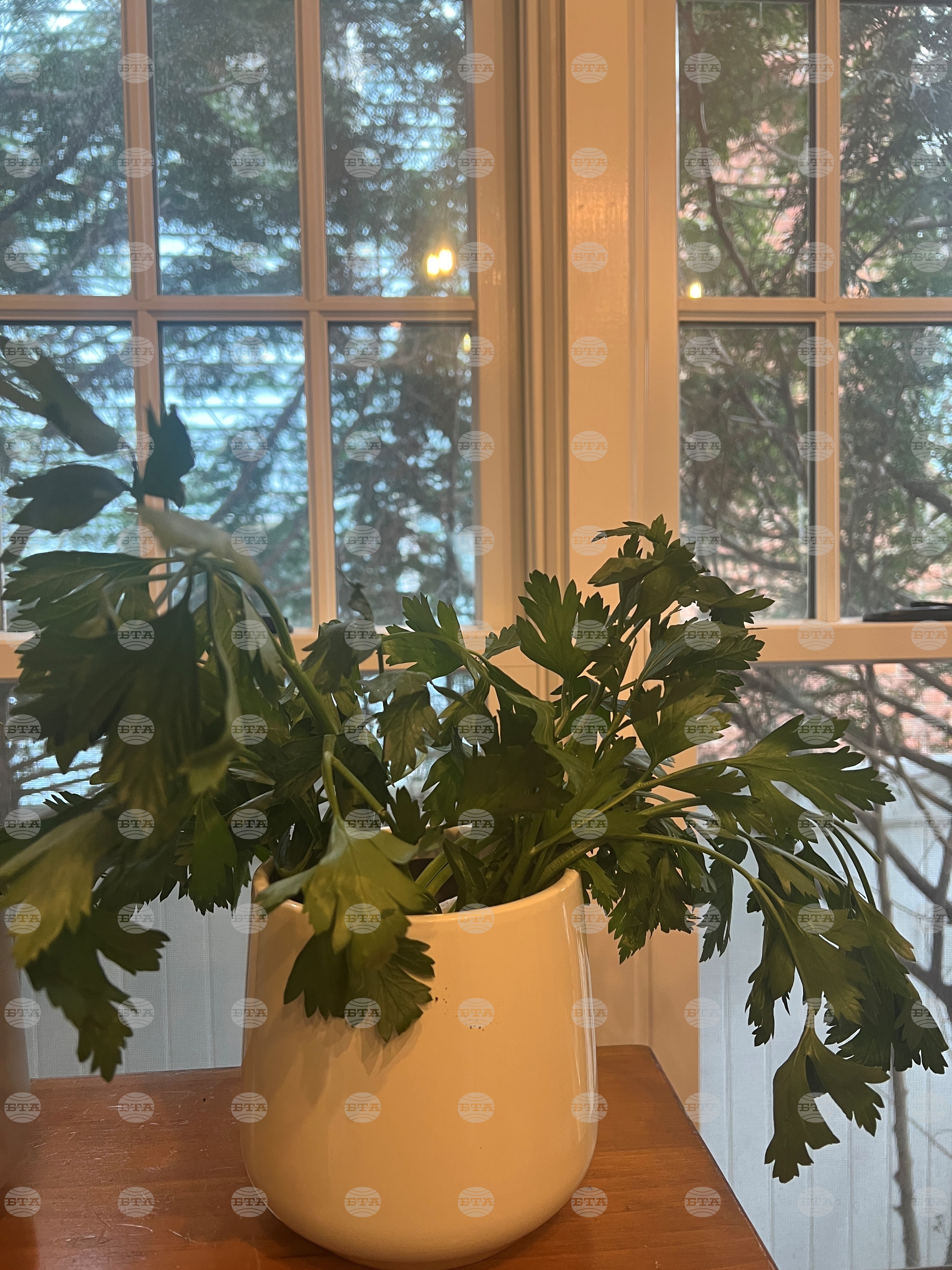 Gardening-Indoor Herbs