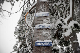 California Snow Survey