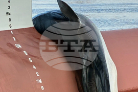 Whale Death New Jersey