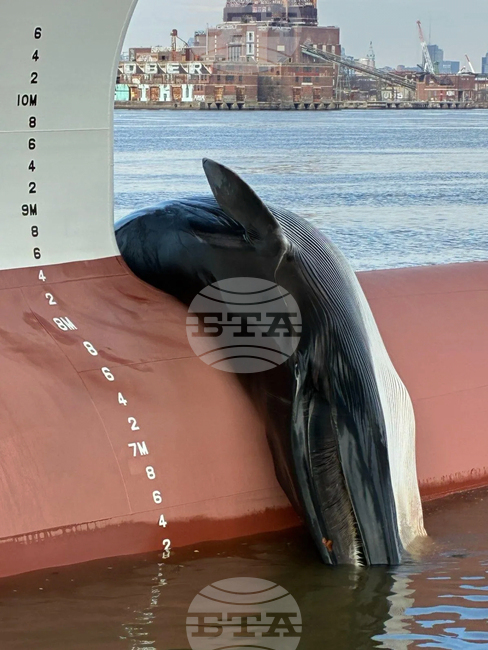 Whale Death New Jersey