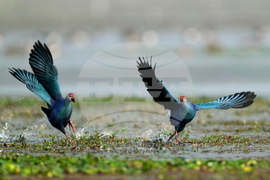 India Migratory Birds