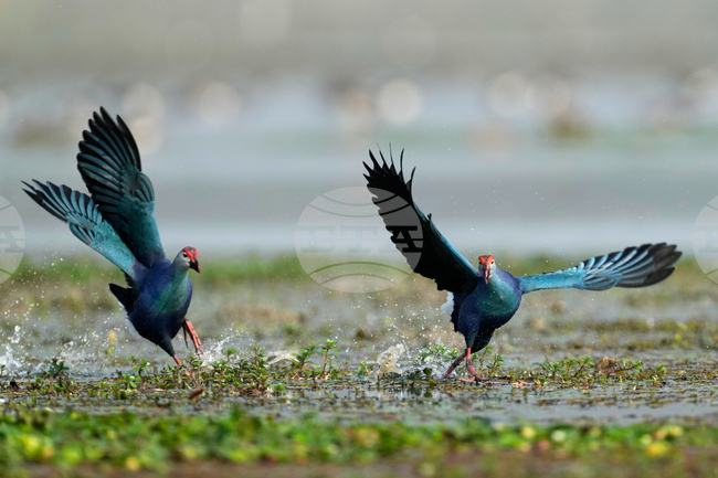 India Migratory Birds