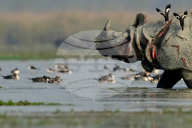 India Migratory Birds