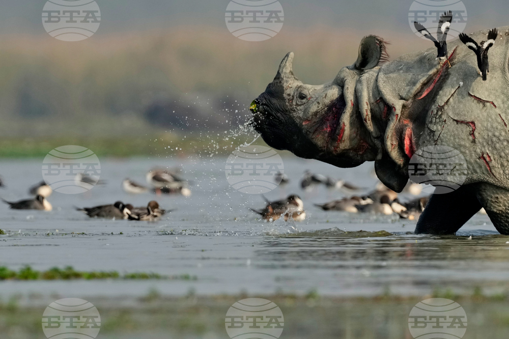 India Migratory Birds