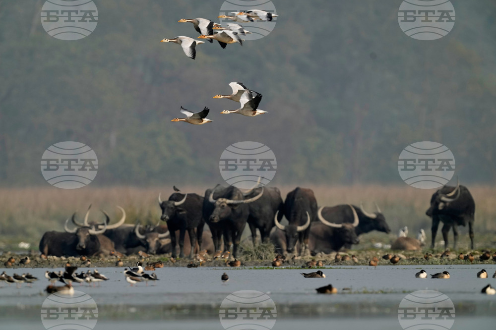 India Migratory Birds