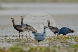 India Migratory Birds