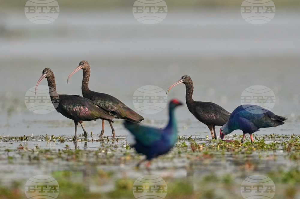India Migratory Birds
