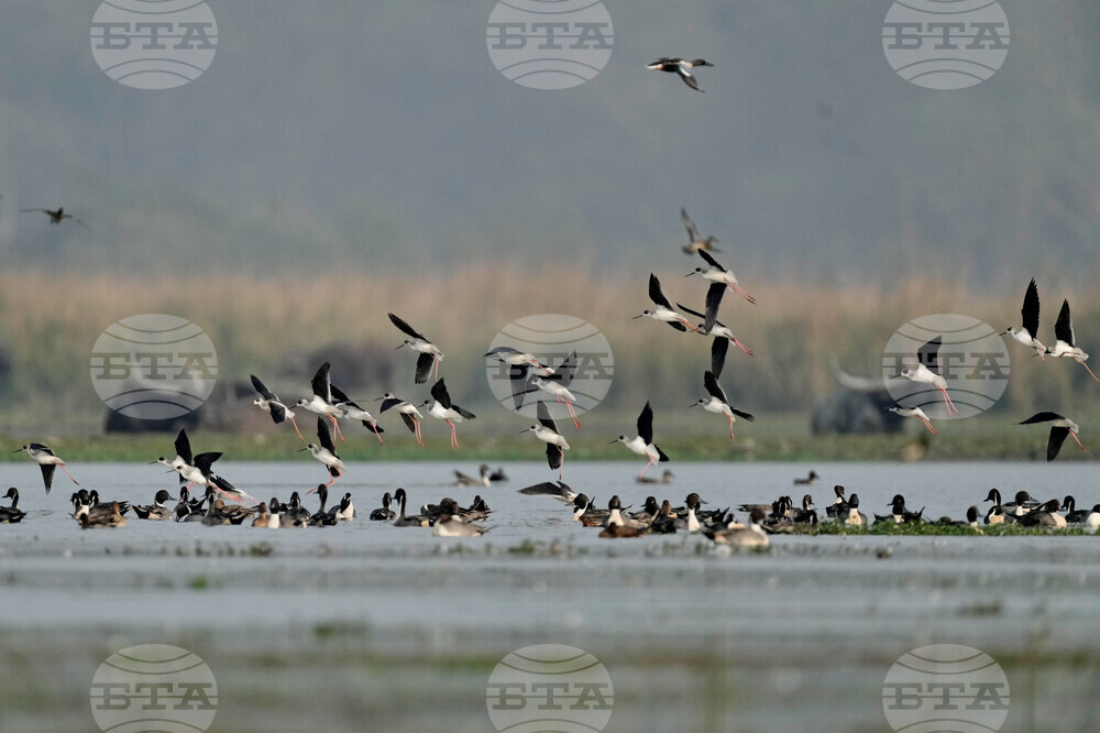 India Migratory Birds