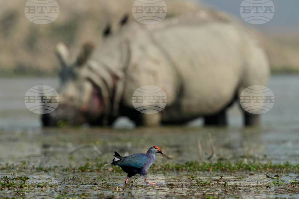 India Migratory Birds