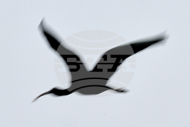 India Migratory Birds