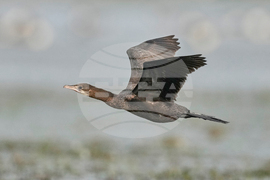 India Migratory Birds