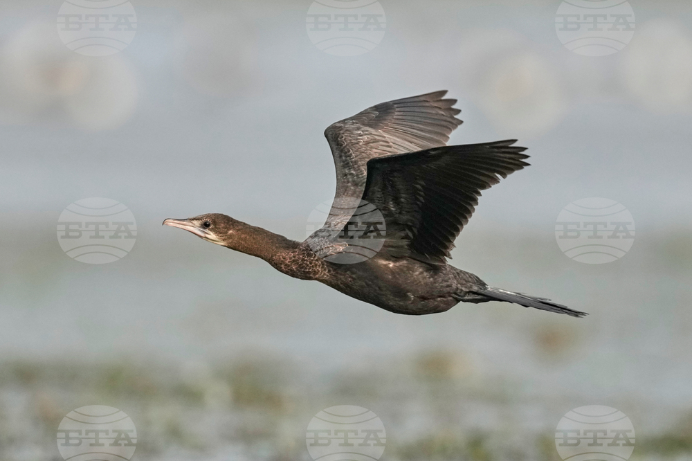 India Migratory Birds